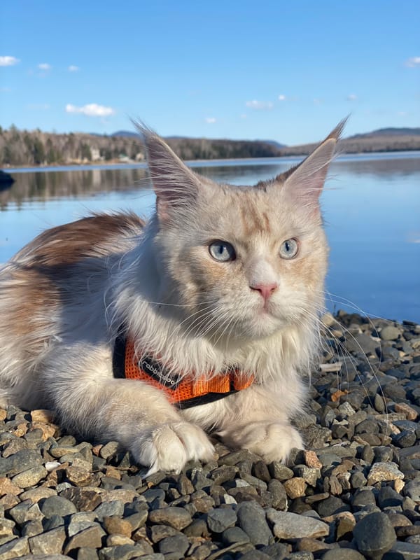 Coon Kings Male Coon Cats for Sale Greenville, Maine