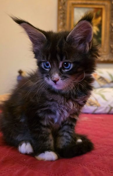 kitten
