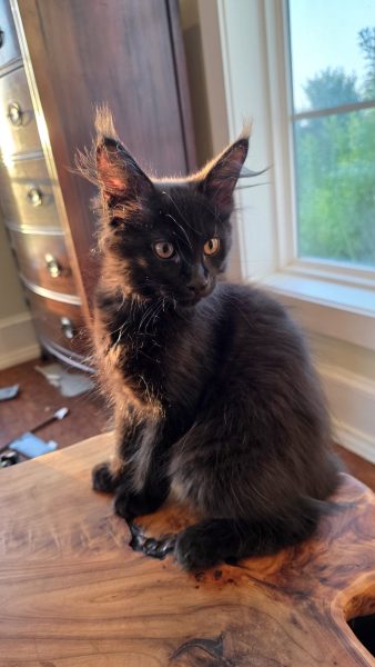 kitten