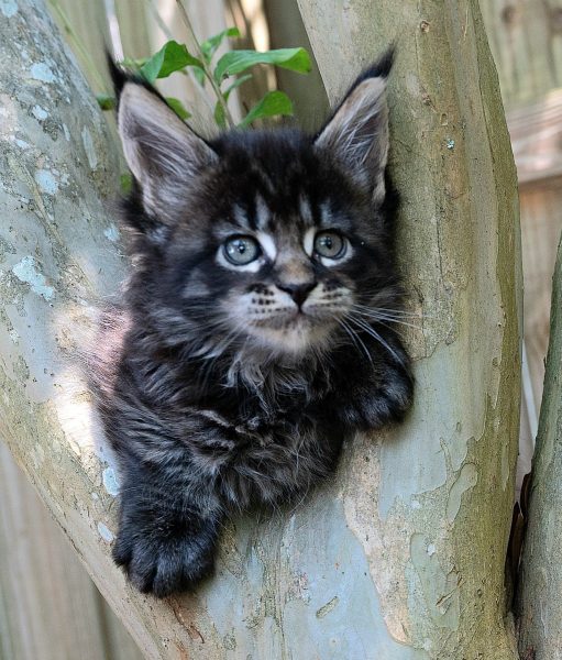kitten