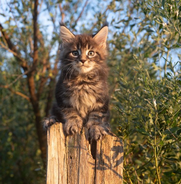 kitten