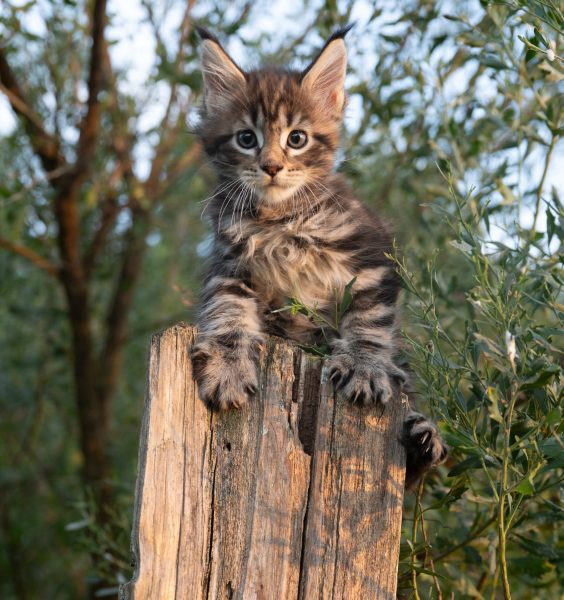 kitten