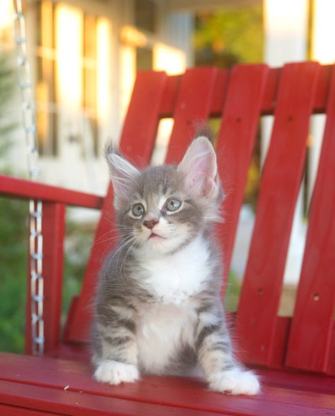 kitten