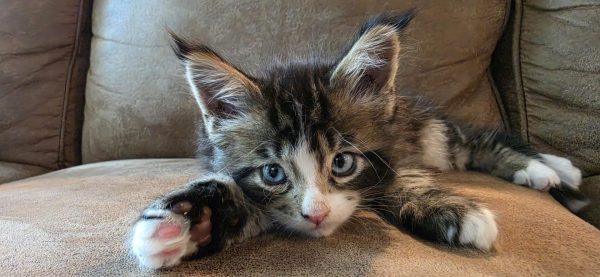 kitten