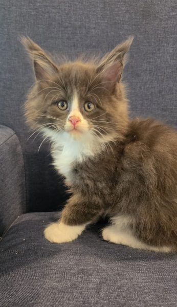 kitten