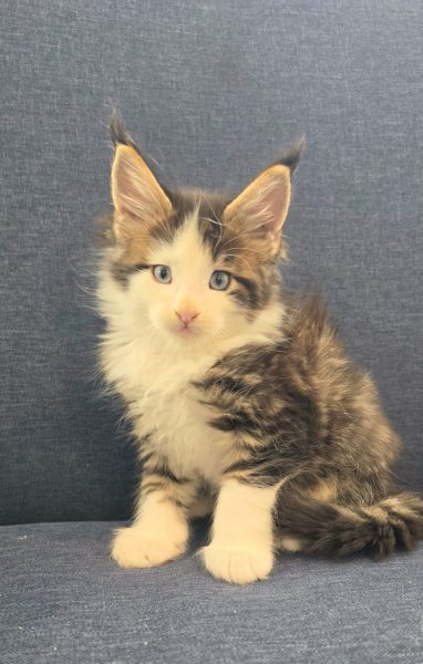 kitten