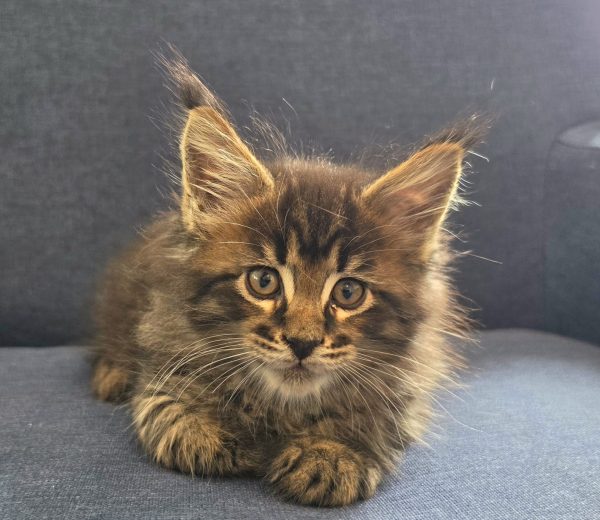 kitten