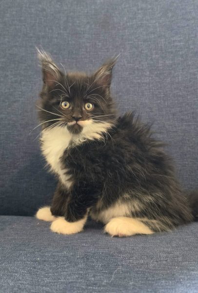 kitten