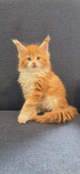 kitten