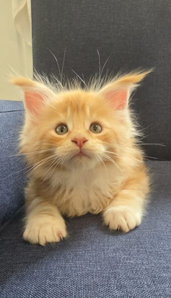 kitten