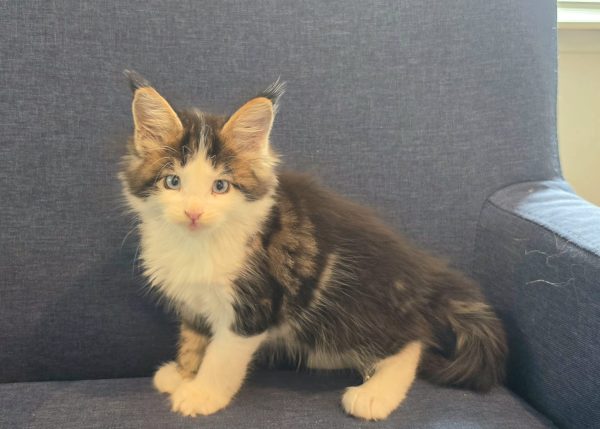 kitten
