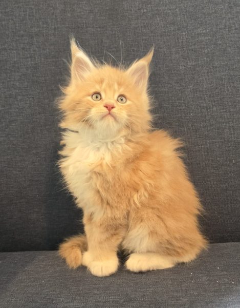 kitten