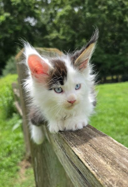 kitten