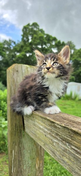 kitten