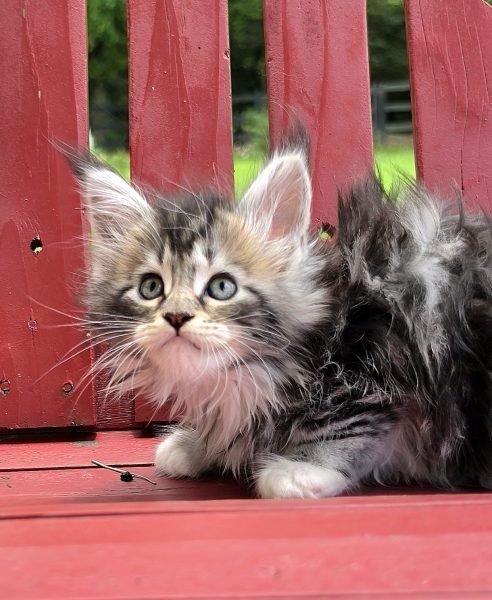 kitten