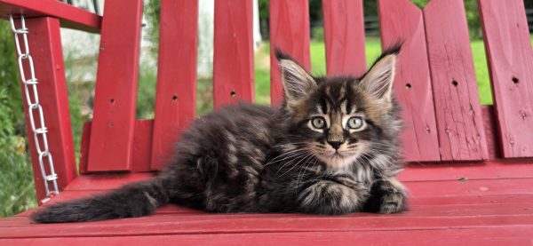 kitten