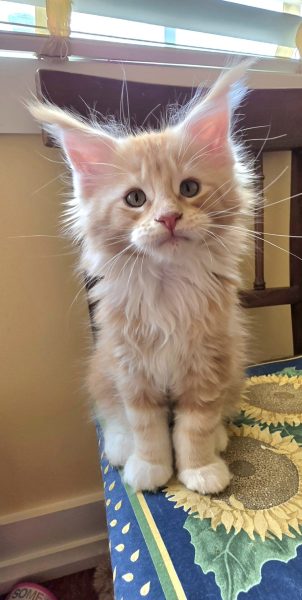 kitten