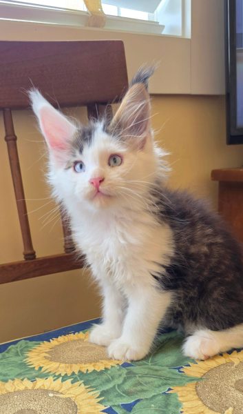 kitten