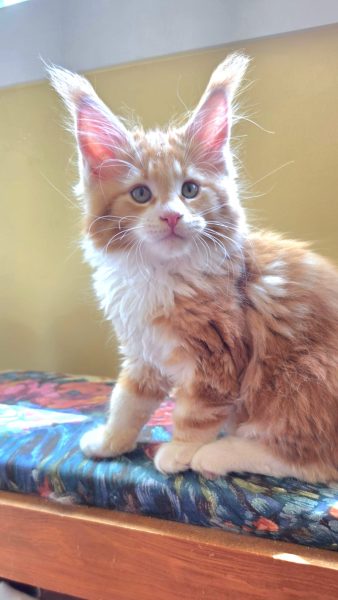 kitten