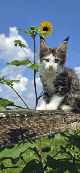 kitten
