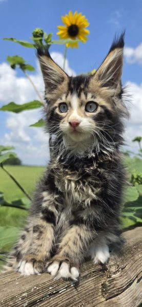 kitten