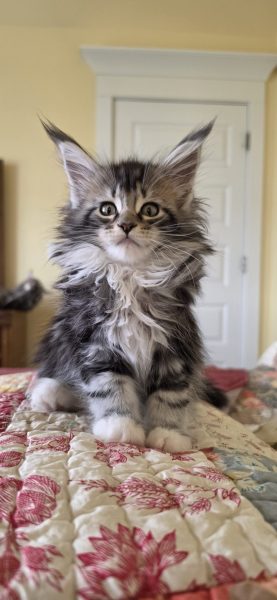 kitten