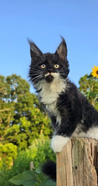kitten
