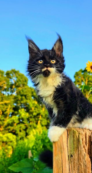 kitten