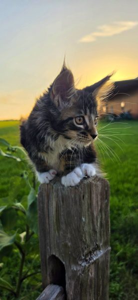 kitten