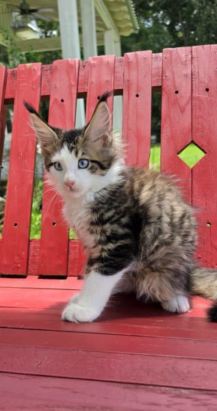 kitten