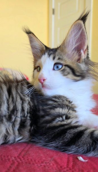 kitten