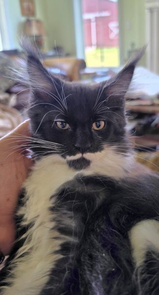 kitten