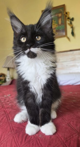 kitten