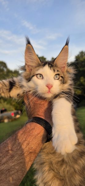 kitten