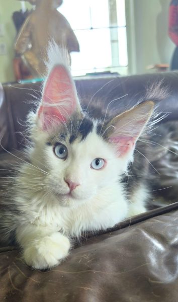 kitten