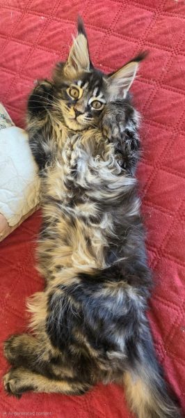kitten