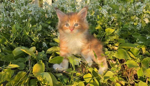 kitten