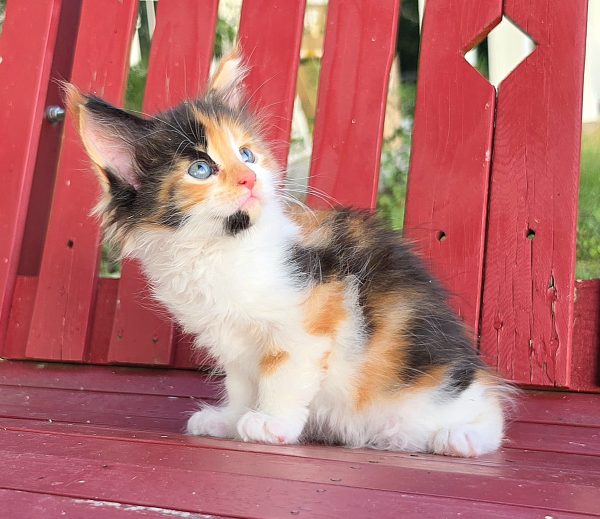kitten
