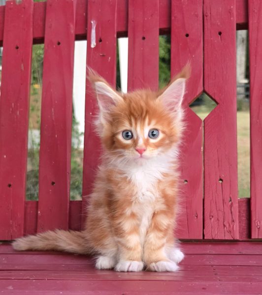 kitten
