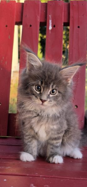 kitten
