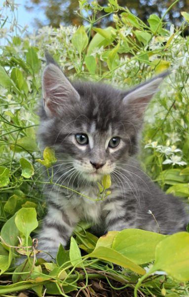kitten