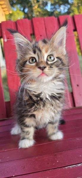 kitten