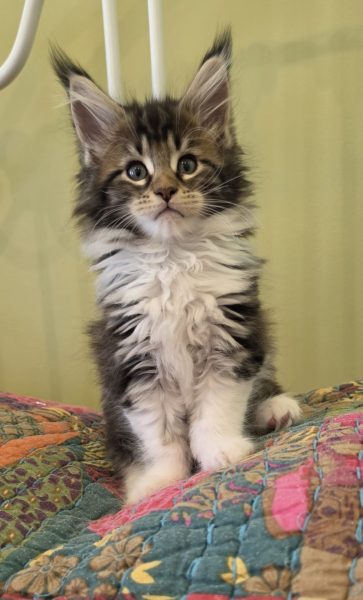 kitten