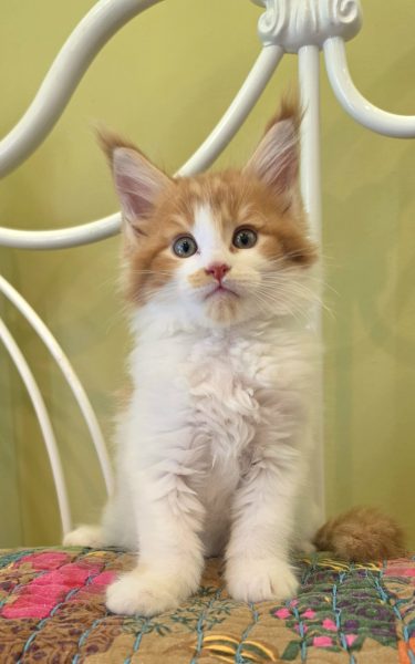 kitten