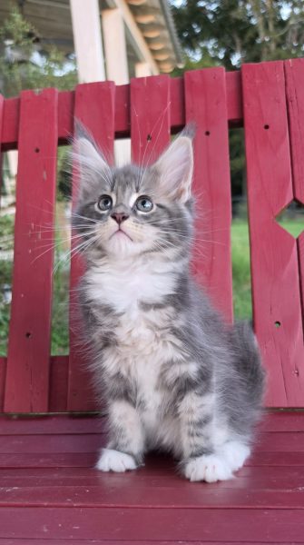 kitten