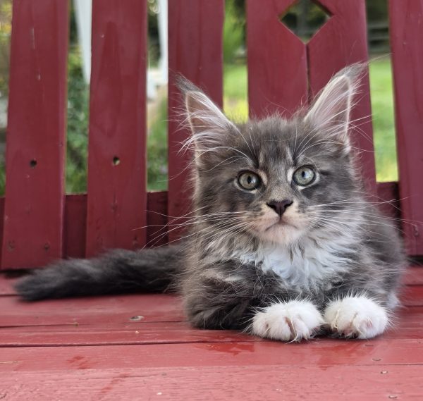 kitten