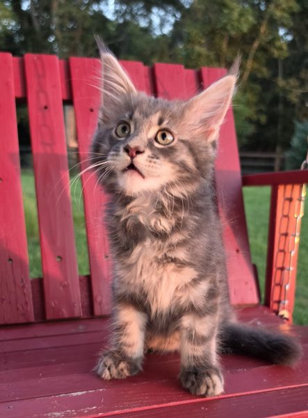 kitten