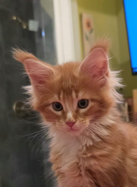 kitten