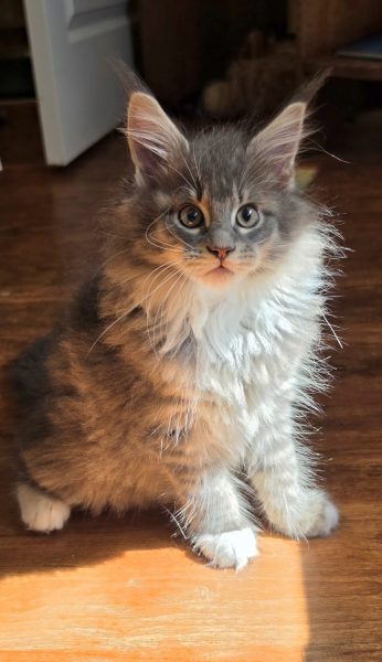 kitten