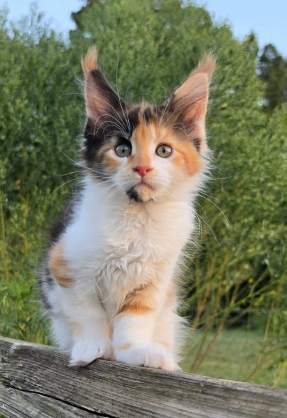 kitten